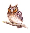 Baby Owl Watercolor Bird Illustration Hand Painted Royalty Free Stock Photo