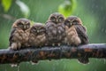 baby owls huddle together on the branch, sheltered from rain and wind