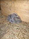 baby owls are scared because their privacy is compromised