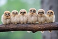 baby owls sitting in a line on a tree branch