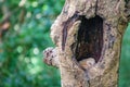 Baby Owls sleeping inside tree hole