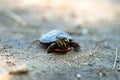 Baby painted turtle Royalty Free Stock Photo