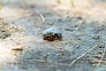 Baby painted turtle