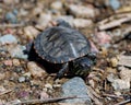 Painted Turtle Photo and Image. Baby painted turtle close-up aerial view in its wetland environment and habitat surrounding Royalty Free Stock Photo