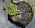 Baby painted turtle