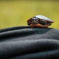 Baby Painted Turtle Sitting on Black Fabric in Summer