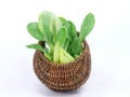 Baby pak choi Royalty Free Stock Photo