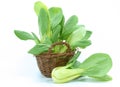 Baby pak choi Royalty Free Stock Photo