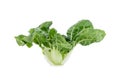 Baby pak choi on a white background Royalty Free Stock Photo