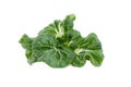 Baby pak choi on a white background Royalty Free Stock Photo