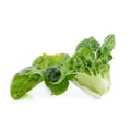 Baby pak choi on a white background Royalty Free Stock Photo