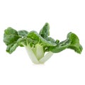 Baby pak choi on a white background Royalty Free Stock Photo