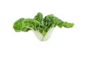 Baby pak choi on a white background Royalty Free Stock Photo