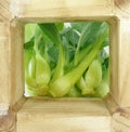 Baby pak choi Royalty Free Stock Photo