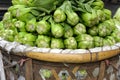 Baby Pak Choy (Chinese Cabbage)