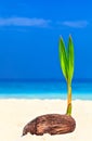 Baby palm tree