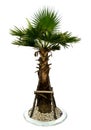 Baby Palm tree