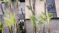 baby palm trees blowing in wind and traffic reflections in window