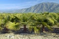 Baby palm trees growing in palm tree farm Royalty Free Stock Photo