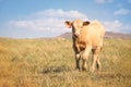 Baby Palomino Charolais Crossbred Calf Walking