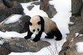 Baby Panda Royalty Free Stock Photo