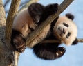Baby panda climbing tree Royalty Free Stock Photo
