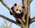 Baby panda climbing tree