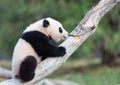 Baby panda climbing tree Royalty Free Stock Photo