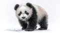 a baby panda, its distinctive black and white markings rendered in soft watercolors Royalty Free Stock Photo