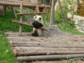 Baby panda