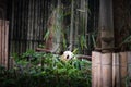 Baby panda in a pile of bamboo in Chengdu, China