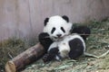 Baby Panda Royalty Free Stock Photo