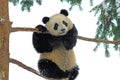 A baby panda is playing on the tree in bifengxia