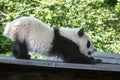 A baby panda stretching