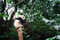 Baby panda on a tree in Chengdu, China