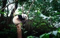 Baby panda on a tree in Chengdu, China Royalty Free Stock Photo