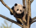 Baby panda in tree Royalty Free Stock Photo