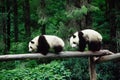 baby Pandas