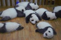 Baby Pandas Chengdu