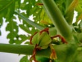 A papaya in early stages.