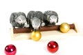 Baby parrots playing with christmas balls Royalty Free Stock Photo