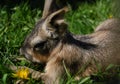 Baby Patagonian Cavy Royalty Free Stock Photo