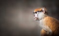 Baby Patas monkey portrait Royalty Free Stock Photo