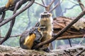 Baby Patas monkey snack at Bronx zoo Royalty Free Stock Photo