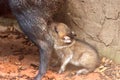 Baby Peccary Royalty Free Stock Photo