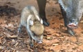 Baby Peccary Royalty Free Stock Photo