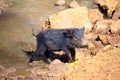 Baby of Peccary Royalty Free Stock Photo