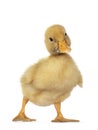 Baby Peking Duck on white background