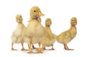 Baby Peking Ducks on white background Royalty Free Stock Photo