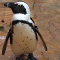 Baby Penguin Profile